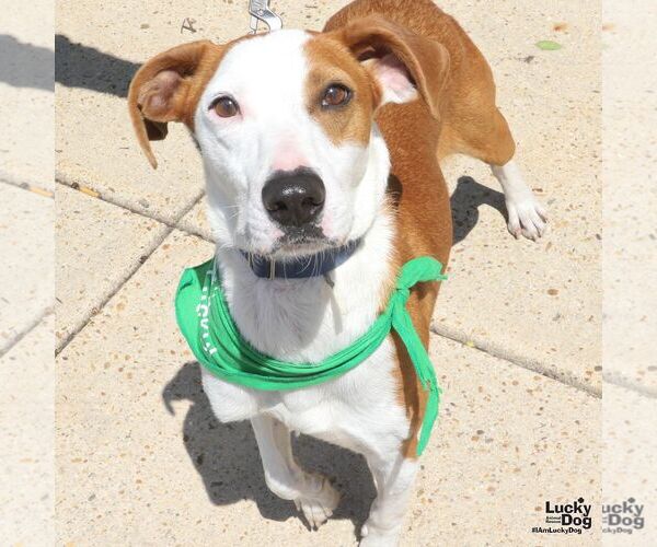 Medium Photo #8 Pointer-Unknown Mix Puppy For Sale in Washington, DC, USA