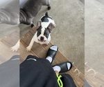 Small #3 French Bulldog