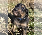 Small Aussiedoodle