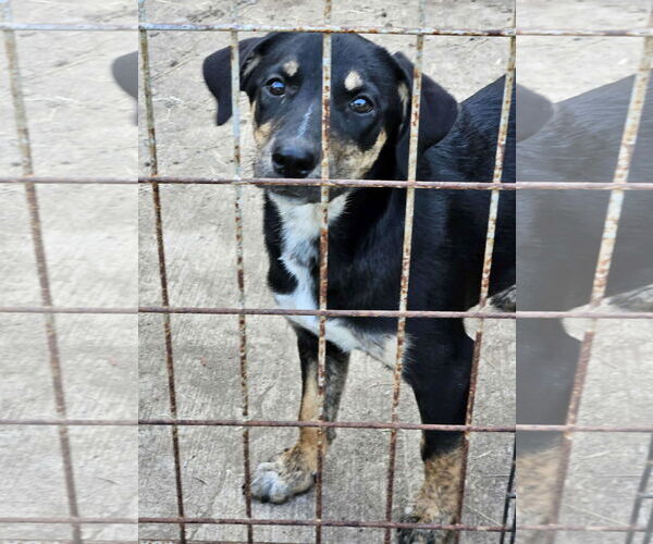 Medium Photo #2 Feist Terrier-Unknown Mix Puppy For Sale in Wakefield, RI, USA