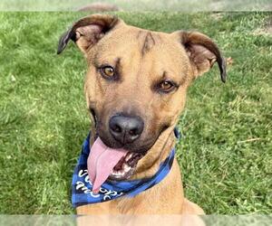 American Pit Bull Terrier-Unknown Mix Dogs for adoption in Pueblo, CO, USA