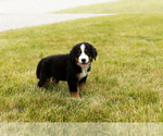 Small Photo #6 Bernese Mountain Dog Puppy For Sale in SHIPSHEWANA, IN, USA