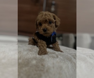 Poodle (Toy) Puppy for Sale in PLAINFIELD, Illinois USA