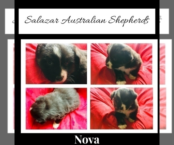Medium Photo #2 Australian Shepherd Puppy For Sale in WINCHESTER, OH, USA