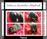 Small Photo #2 Australian Shepherd Puppy For Sale in WINCHESTER, OH, USA