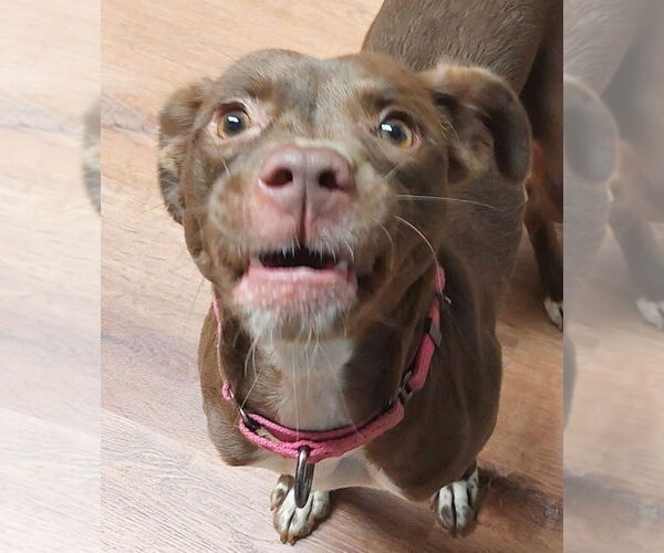 Medium Photo #4 Mutt Puppy For Sale in Boston, MA, USA