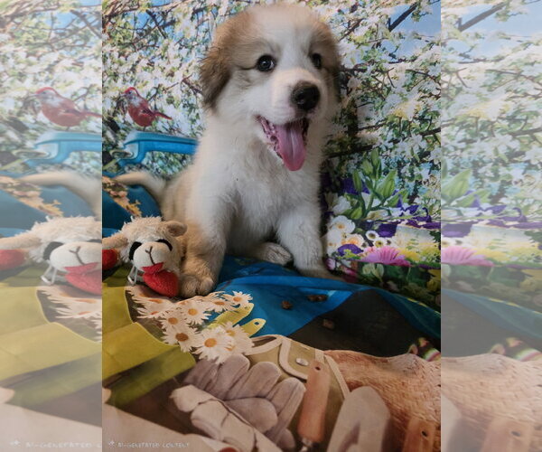 Medium Photo #3 Great Pyrenees Puppy For Sale in Spring, TX, USA