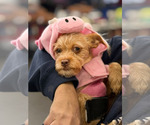 Liana - Female Chihuahua-Unknown Mix Dog for Adoption - Small photo
