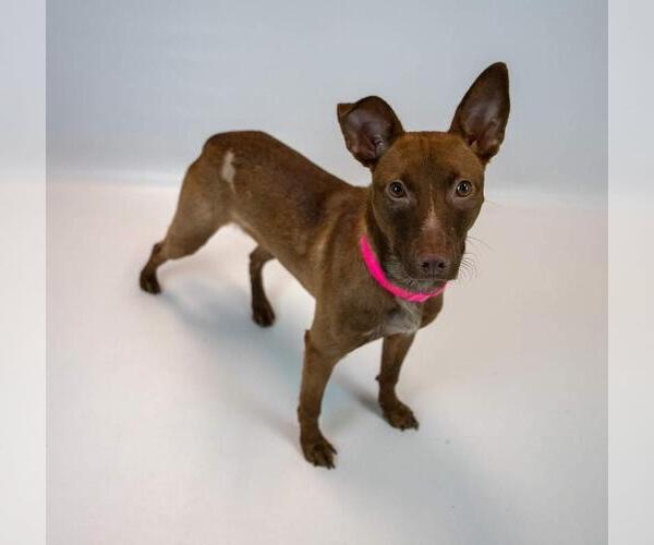 Medium Photo #2 Mutt Puppy For Sale in Kennesaw, GA, USA