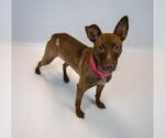 Small #1 Mutt