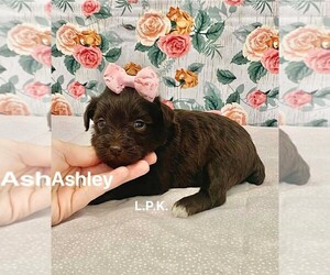 Schnauzer (Miniature) Puppy for sale in WINNSBORO, LA, USA