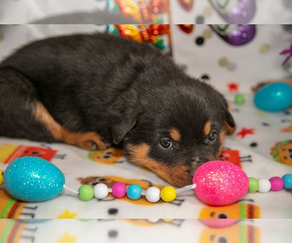 Medium Photo #19 Rottweiler Puppy For Sale in WEST FARMINGTON, OH, USA