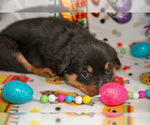 Small Photo #19 Rottweiler Puppy For Sale in WEST FARMINGTON, OH, USA