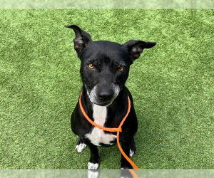 MILA - Female Mutt Dog for Adoption - Photo #2