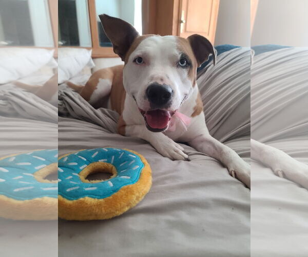 Medium Photo #4 American Pit Bull Terrier Puppy For Sale in Chandler, AZ, USA