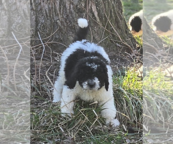 Medium Photo #19 Bernedoodle Puppy For Sale in GREENWOOD, IN, USA