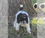 Small Photo #19 Bernedoodle Puppy For Sale in GREENWOOD, IN, USA