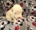 Small #2 Portuguese Water Dog
