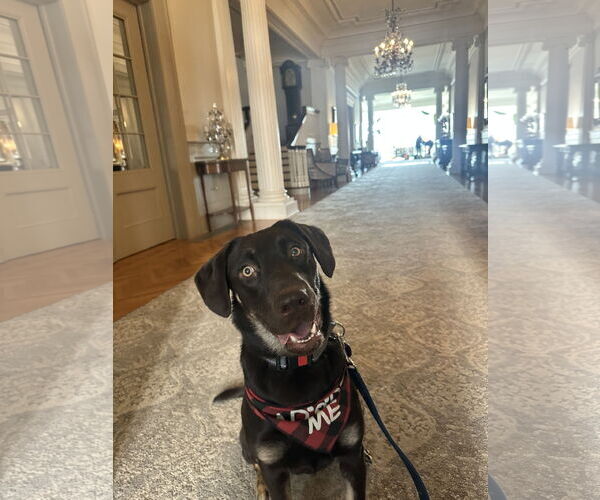 Medium Photo #4 Labrador Retriever-Unknown Mix Puppy For Sale in Aurora, CO, USA