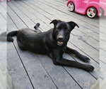Small Labrador Retriever Mix