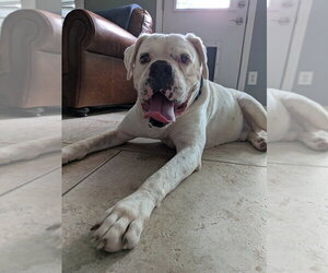 Adnan - Male Boxer Dog for Adoption - Photo #8