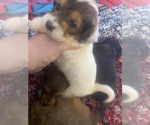 Chorkiepoo Dogs for adoption in VENETA, OR, USA