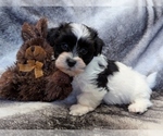 Small #1 Havanese