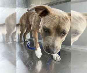 American Pit Bull Terrier-Unknown Mix Dogs for adoption in Waco, TX, USA