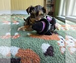 Small Photo #6 Yorkshire Terrier Puppy For Sale in RHOADESVILLE, VA, USA