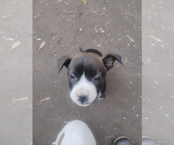 Medium Photo #1 American Pit Bull Terrier Puppy For Sale in SAGINAW, MI, USA