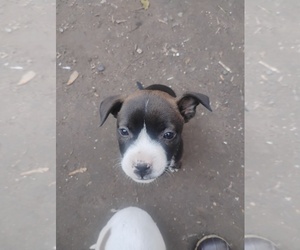 American Pit Bull Terrier Puppy for sale in SAGINAW, MI, USA