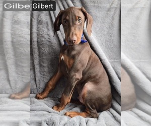 Doberman Pinscher Puppy for sale in POMEROY, OH, USA