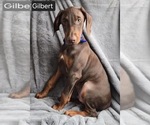 Image preview for Ad Listing. Nickname: Gilbert
