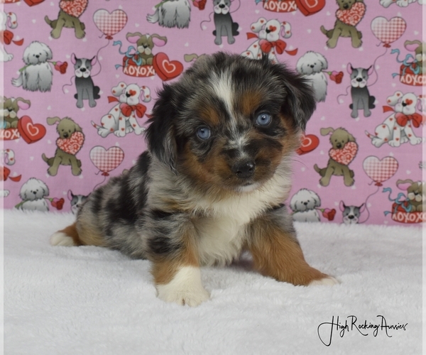 Medium Photo #1 Miniature Australian Shepherd Puppy For Sale in FORT JONES, CA, USA