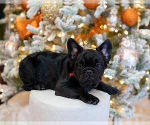 French Bulldog Puppy for sale in TUCSON, AZ, USA
