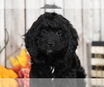 Small Photo #1 Cocker Spaniel-Poodle (Miniature) Mix Puppy For Sale in MOUNT VERNON, OH, USA