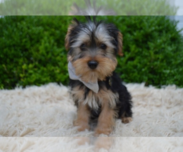 Medium Photo #2 Yorkshire Terrier Puppy For Sale in HONEY BROOK, PA, USA