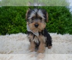 Small Photo #2 Yorkshire Terrier Puppy For Sale in HONEY BROOK, PA, USA