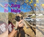 Puppy 7 Mastiff