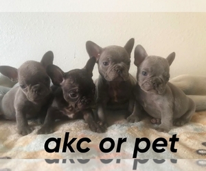 French Bulldog Puppy for sale in LOS ANGELES, CA, USA