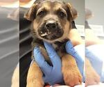 Small American Pit Bull Terrier-Labrador Retriever Mix