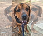 Small #2 Rottweiler