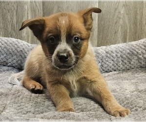 Australian Cattle Dog Puppy for sale in KEOSAUQUA, IA, USA