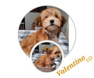 Maltese-Morkie Mix Puppy for sale in STOCKTON, CA, USA