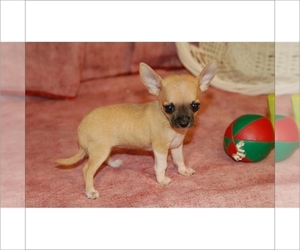 Chihuahua Puppy for sale in FORT LAUDERDALE, FL, USA