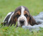 Small Photo #21 Basset Hound Puppy For Sale in ORRVILLE, OH, USA