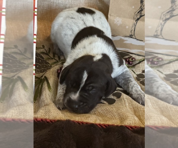 Medium Photo #2 German Shorthaired Pointer Puppy For Sale in BOONVILLE, IN, USA