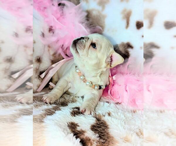 Medium Photo #17 French Bulldog Puppy For Sale in CONROE, TX, USA