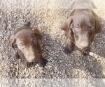 Small Photo #43 German Shorthaired Pointer Puppy For Sale in DENVER, CO, USA
