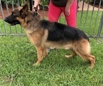 Small Photo #1 German Shepherd Dog Puppy For Sale in WELLINGTON, FL, USA